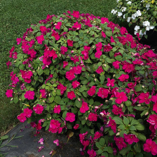 Impatiens Beacon Violet Shades - View 10 from www redcrocus com