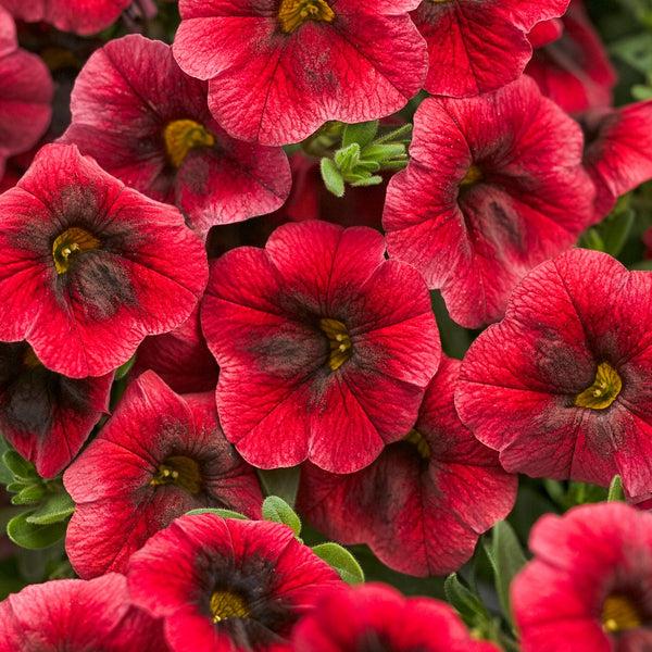 Calibrachoa Lia Dark Red - View 10 from www redcrocus com