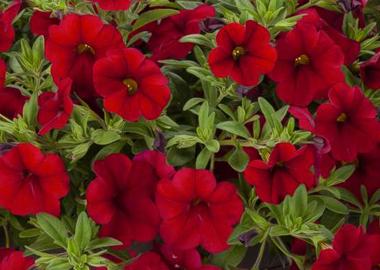 Calibrachoa Lia Dark Red - View 11 from www redcrocus com