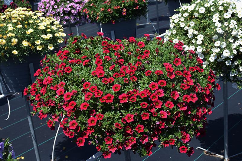 Calibrachoa Lia Dark Red - View 12 from www redcrocus com