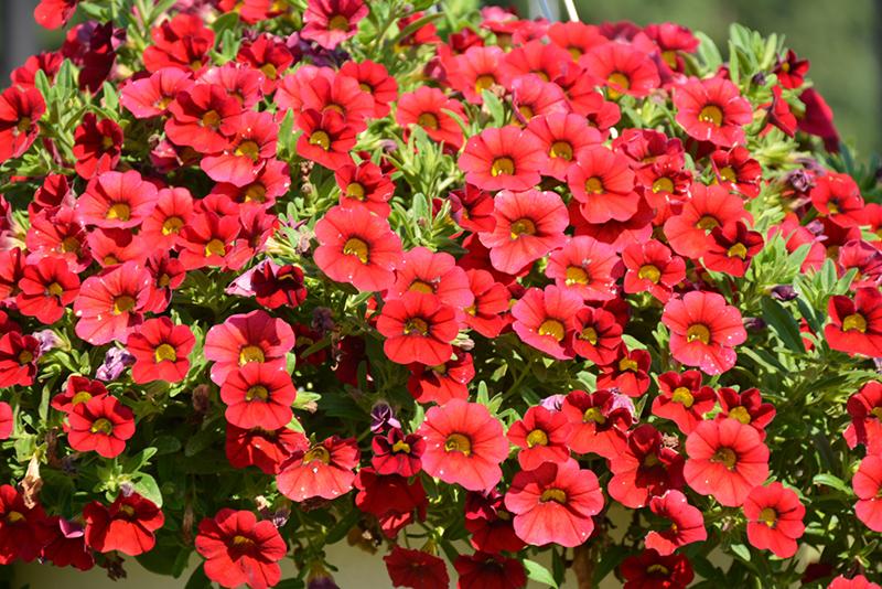Calibrachoa Lia Dark Red - View 14 from www redcrocus com