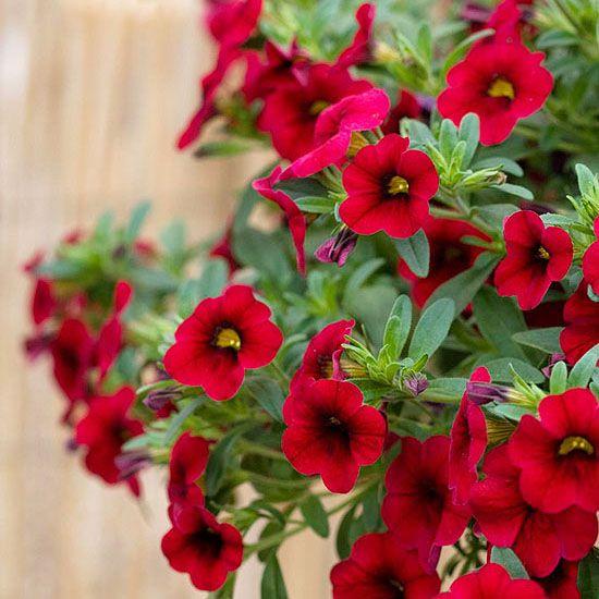 Calibrachoa Lia Dark Red - View 15 from www redcrocus com