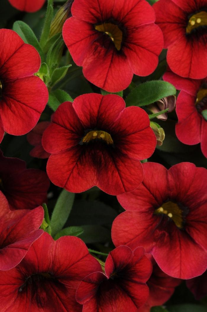 Calibrachoa Lia Dark Red - View 18 from www redcrocus com