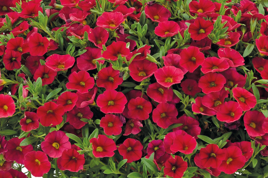 Calibrachoa Lia Dark Red - View 1 from www redcrocus com