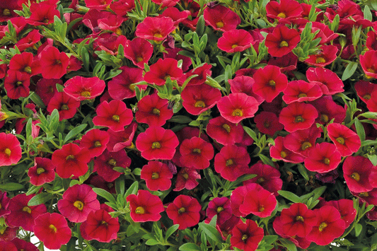 Calibrachoa Lia Dark Red - View 1 from www redcrocus com