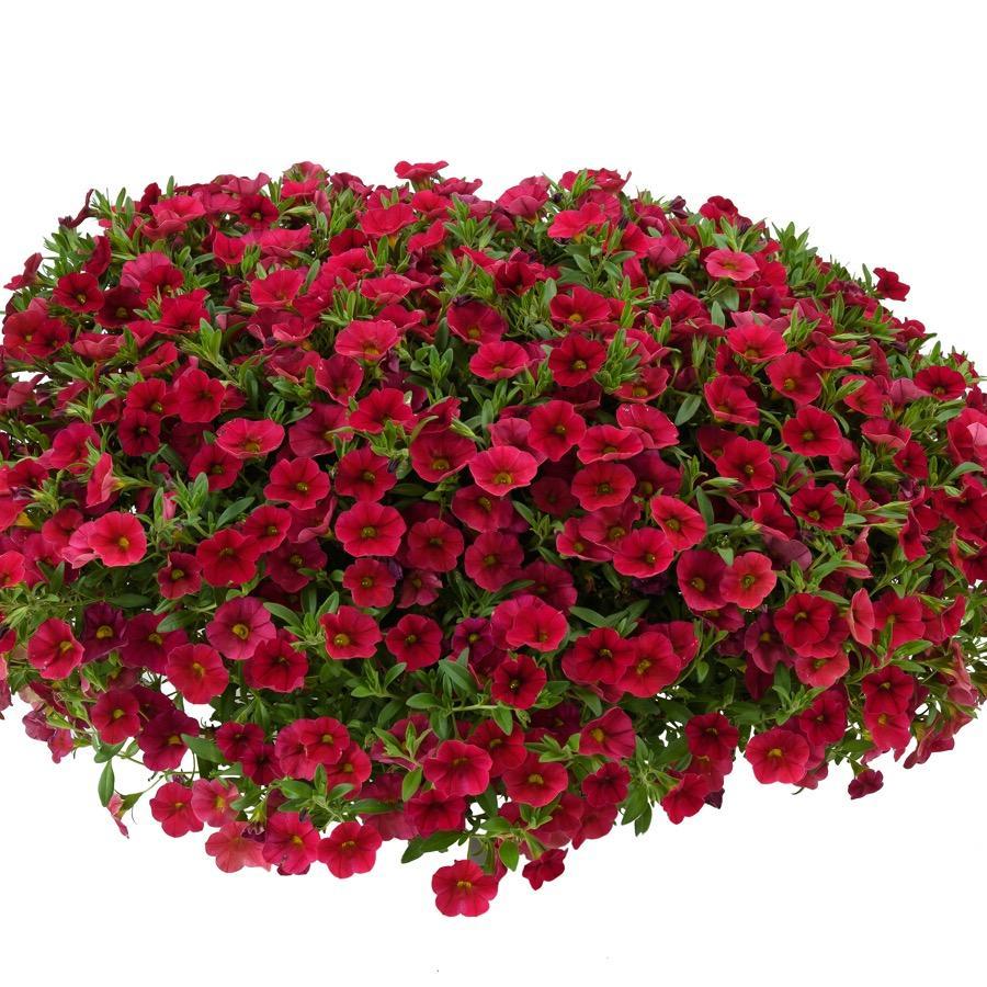 Calibrachoa Lia Dark Red - View 3 from www redcrocus com