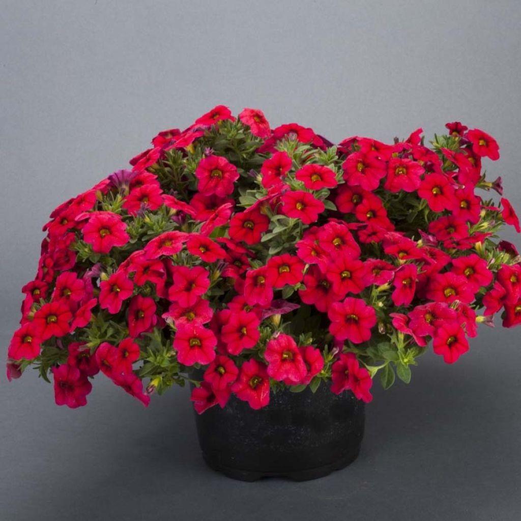Calibrachoa Lia Dark Red - View 5 from www redcrocus com