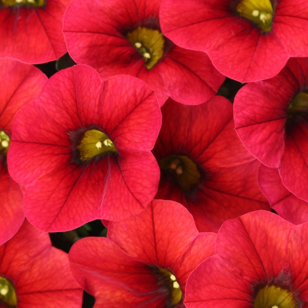 Calibrachoa Lia Dark Red - View 6 from www redcrocus com