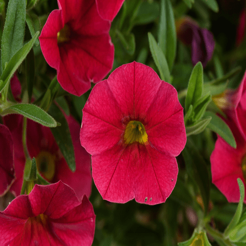 Calibrachoa Lia Dark Red - View 8 from www redcrocus com