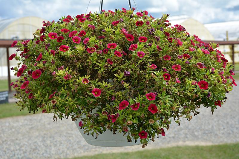 Calibrachoa Lia Dark Red - View 9 from www redcrocus com