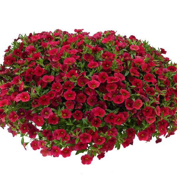 Calibrachoa Lia Melon - View 13 from www redcrocus com