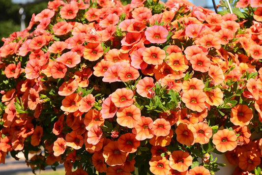 Calibrachoa Lia Melon - View 1 from www redcrocus com
