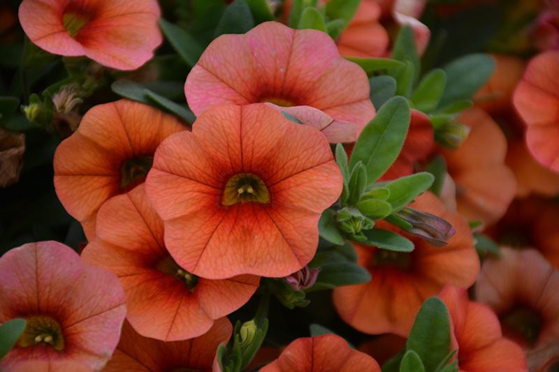 Calibrachoa Lia Melon - View 3 from www redcrocus com