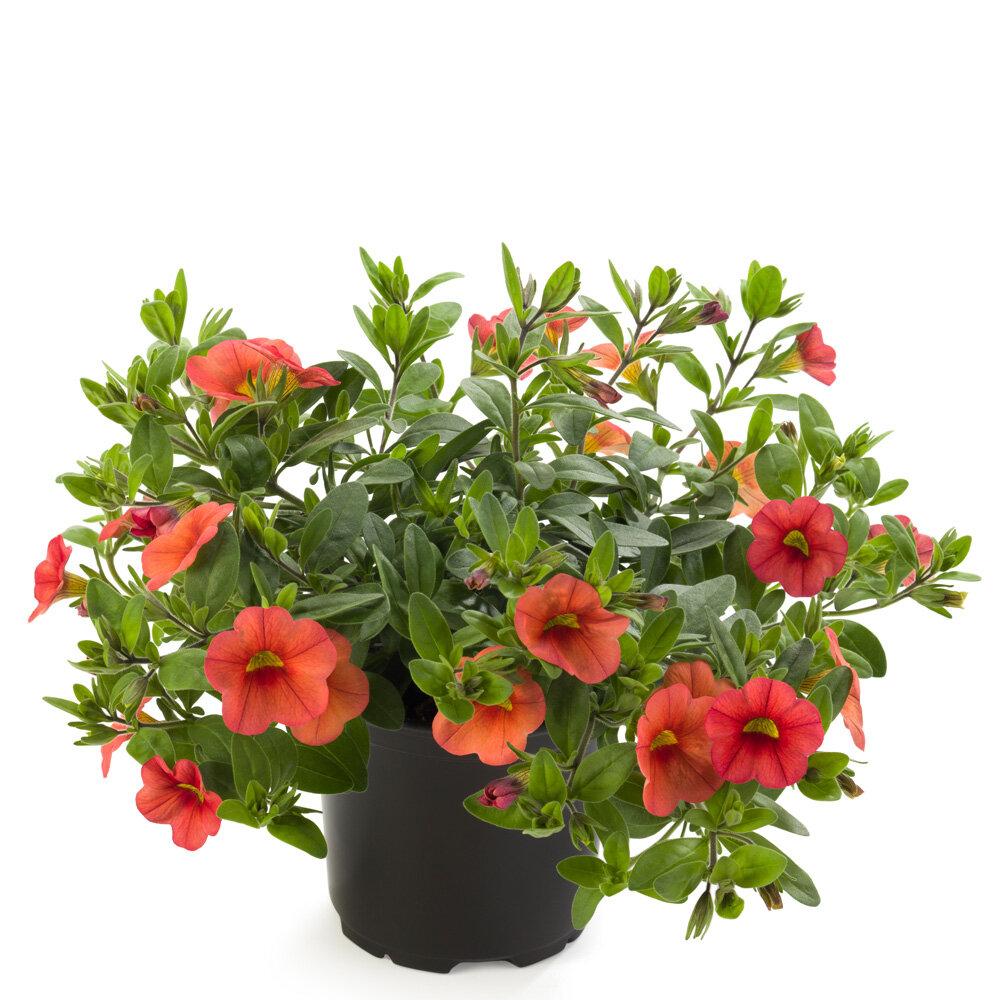 Calibrachoa Lia Melon - View 4 from www redcrocus com