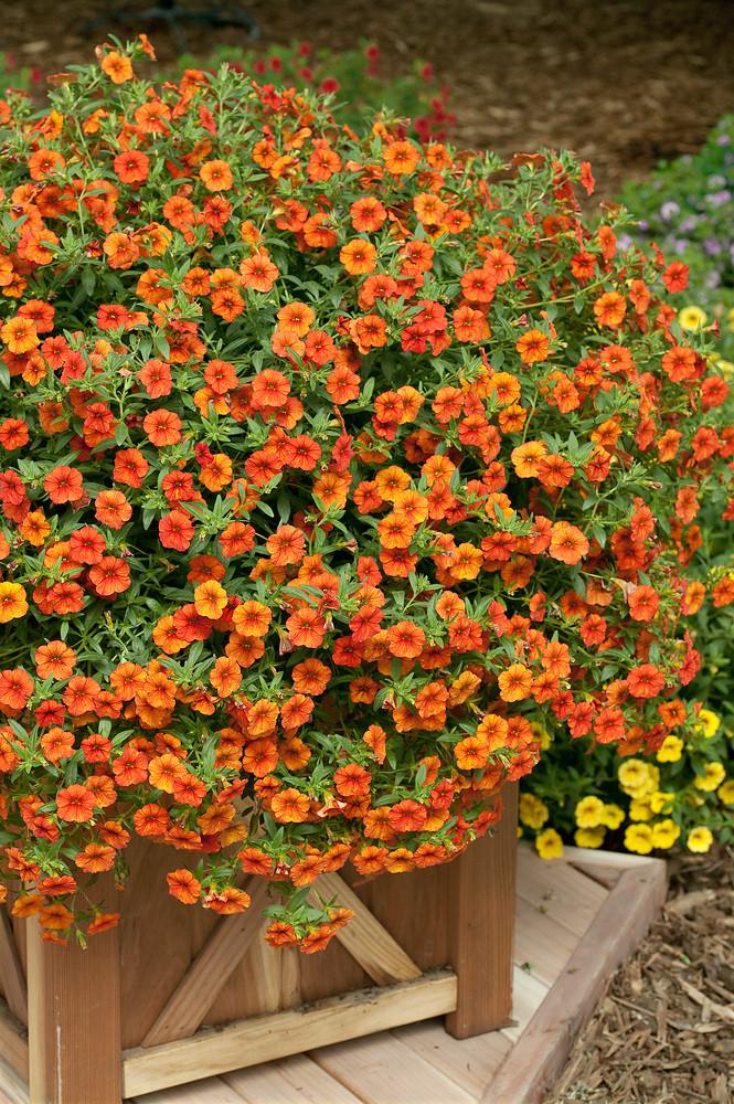 Calibrachoa Lia Melon - View 5 from www redcrocus com