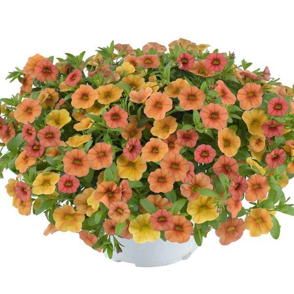 Calibrachoa Lia Melon - View 6 from www redcrocus com