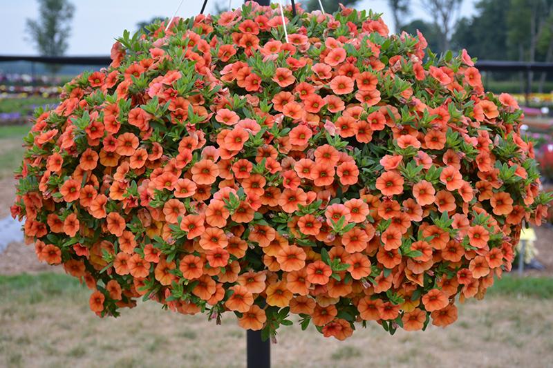 Calibrachoa Lia Melon - View 7 from www redcrocus com
