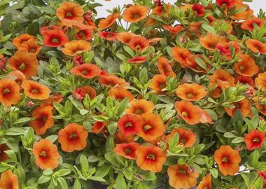 Calibrachoa Lia Melon - View 8 from www redcrocus com
