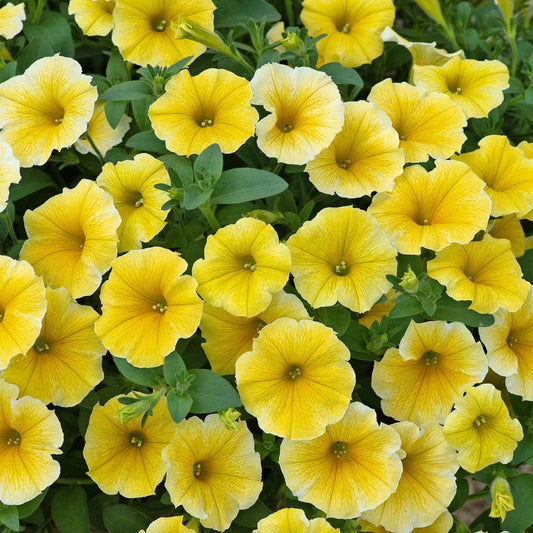Petunia Bee S Knees - View 10 from www redcrocus com