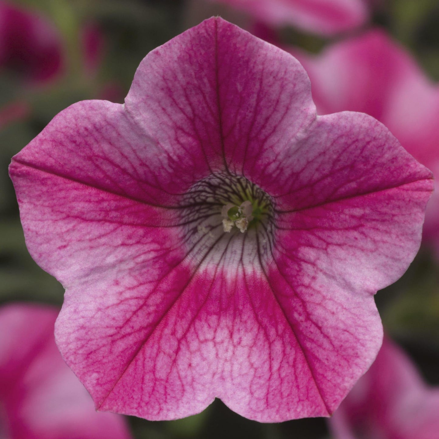 Petunia Dekko Star Rose - View 1 from www redcrocus com