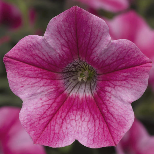 Petunia Dekko Star Rose - View 1 from www redcrocus com