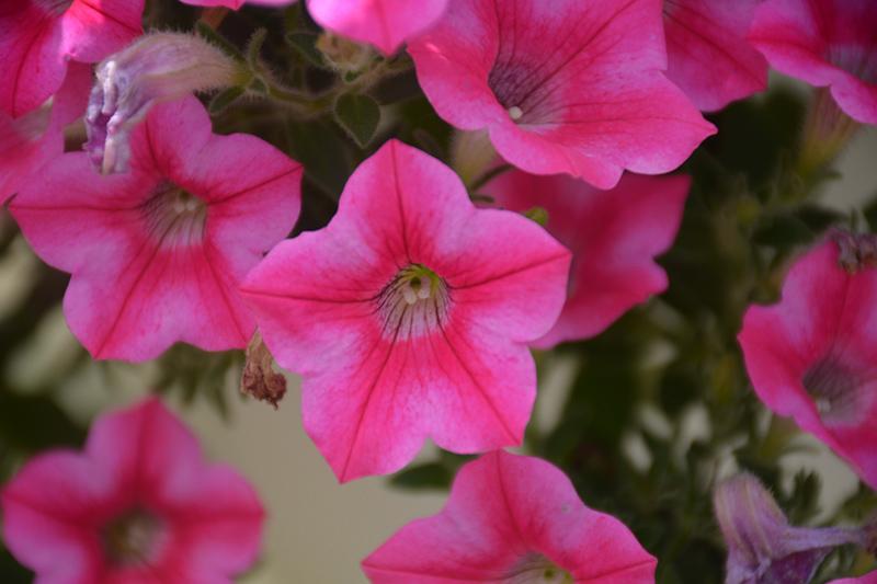 Petunia Dekko Star Rose - View 5 from www redcrocus com