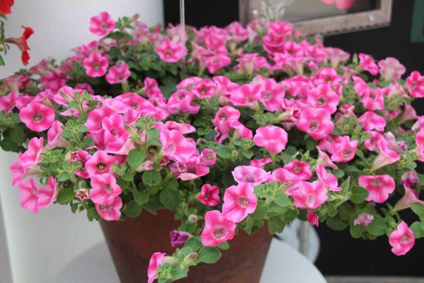Petunia Dekko Star Rose - View 6 from www redcrocus com