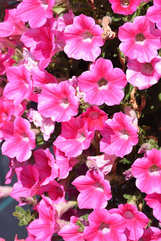Petunia Dekko Star Rose - View 7 from www redcrocus com