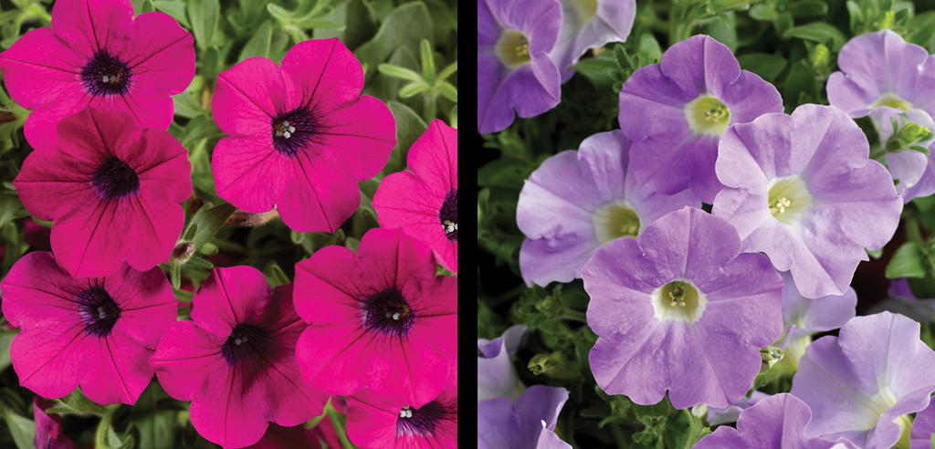 Petunia Dekko Star Rose - View 8 from www redcrocus com