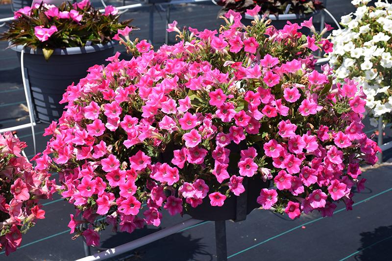 Petunia Dekko Star Rose - View 9 from www redcrocus com