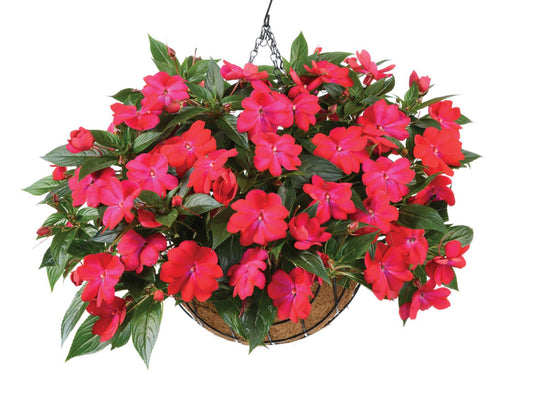 New Guinea Impatiens Harmony Colorfall Passion - View 10 from www redcrocus com