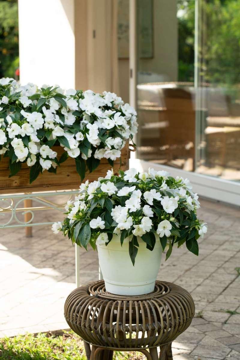 New Guinea Impatiens Harmony Colorfall White - View 10 from www redcrocus com