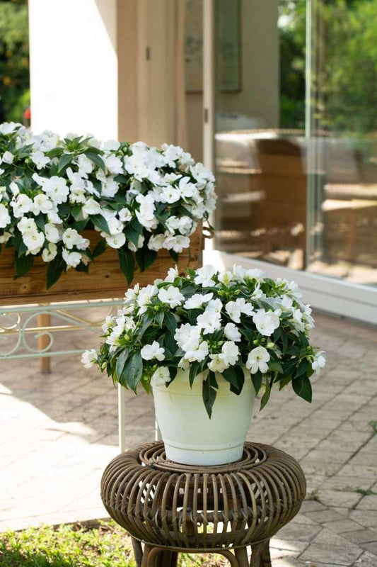 New Guinea Impatiens Harmony Colorfall White - View 10 from www redcrocus com