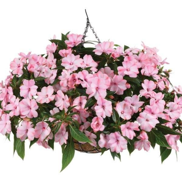 New Guinea Impatiens Harmony Colorfall White - View 12 from www redcrocus com