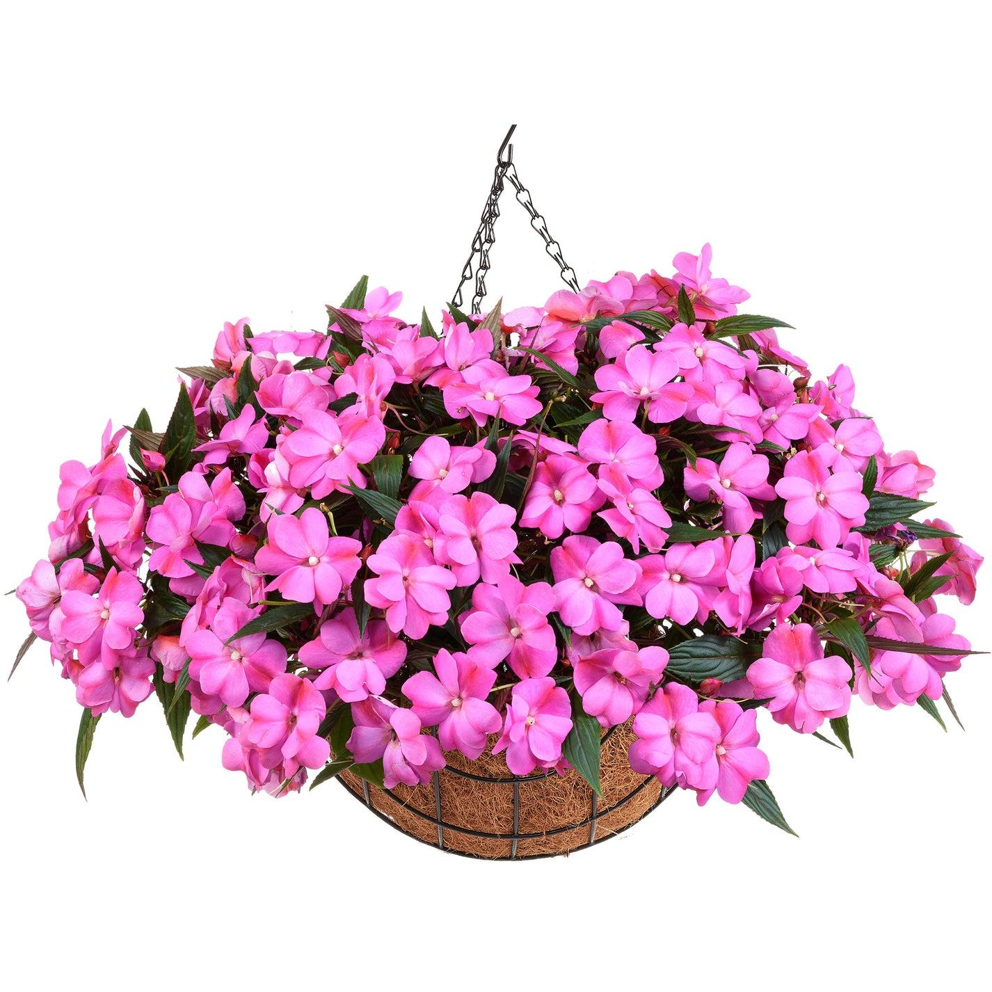 New Guinea Impatiens Harmony Colorfall White - View 14 from www redcrocus com