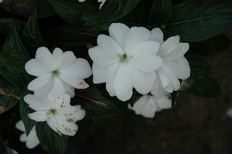 New Guinea Impatiens Harmony Colorfall White - View 16 from www redcrocus com