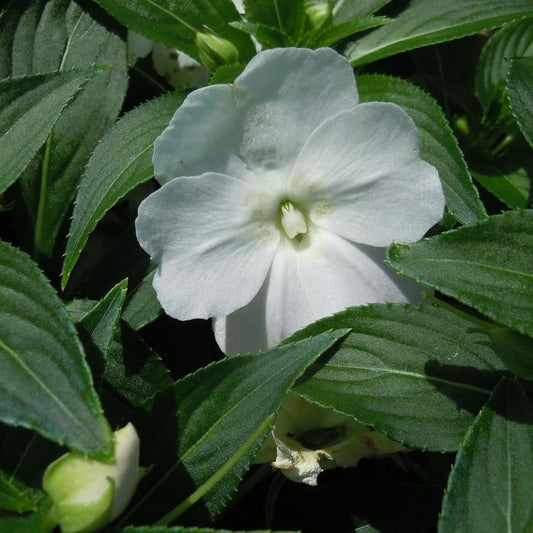 New Guinea Impatiens Harmony Colorfall White - View 1 from www redcrocus com