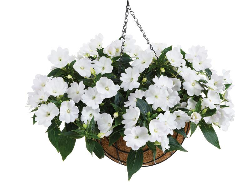 New Guinea Impatiens Harmony Colorfall White - View 2 from www redcrocus com
