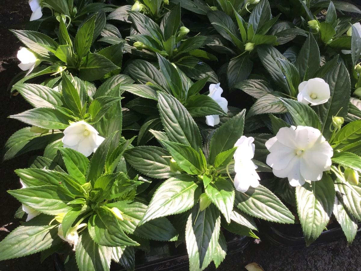 New Guinea Impatiens Harmony Colorfall White - View 6 from www redcrocus com