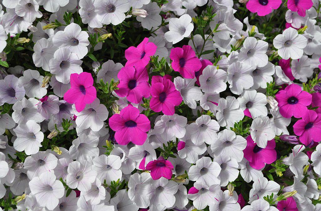 Petunia Blanket Silver Surprise - View 5 from www redcrocus com
