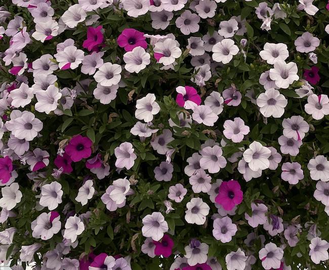 Petunia Blanket Silver Surprise - View 6 from www redcrocus com
