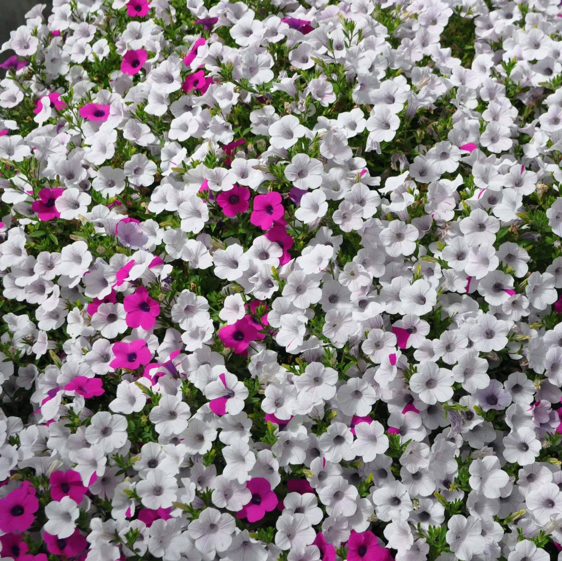 Petunia Blanket Silver Surprise - View 8 from www redcrocus com