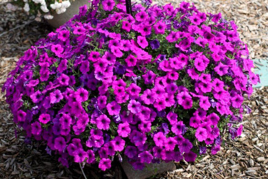 Petunia Dekko Sorbet - View 10 from www redcrocus com