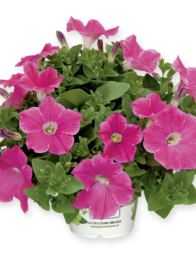 Petunia Veranda Hot Pink - View 10 from www redcrocus com