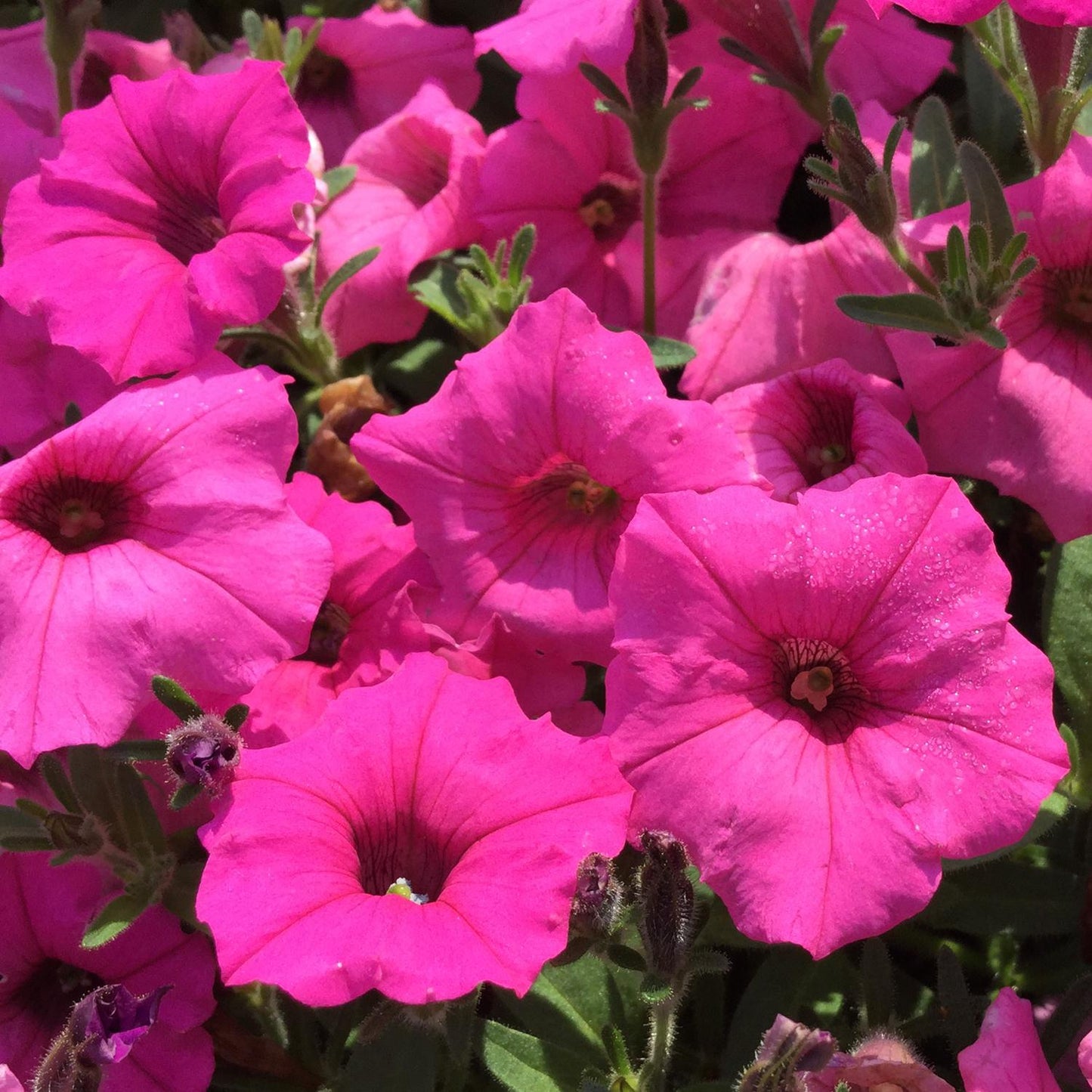 Petunia Veranda Hot Pink - View 11 from www redcrocus com