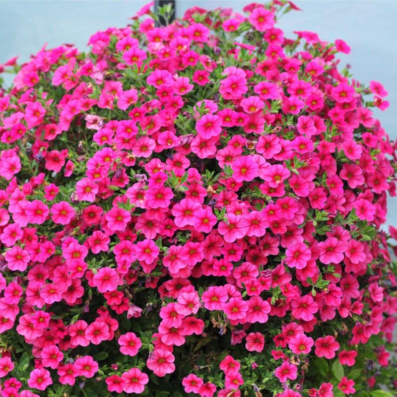 Petunia Veranda Hot Pink - View 12 from www redcrocus com