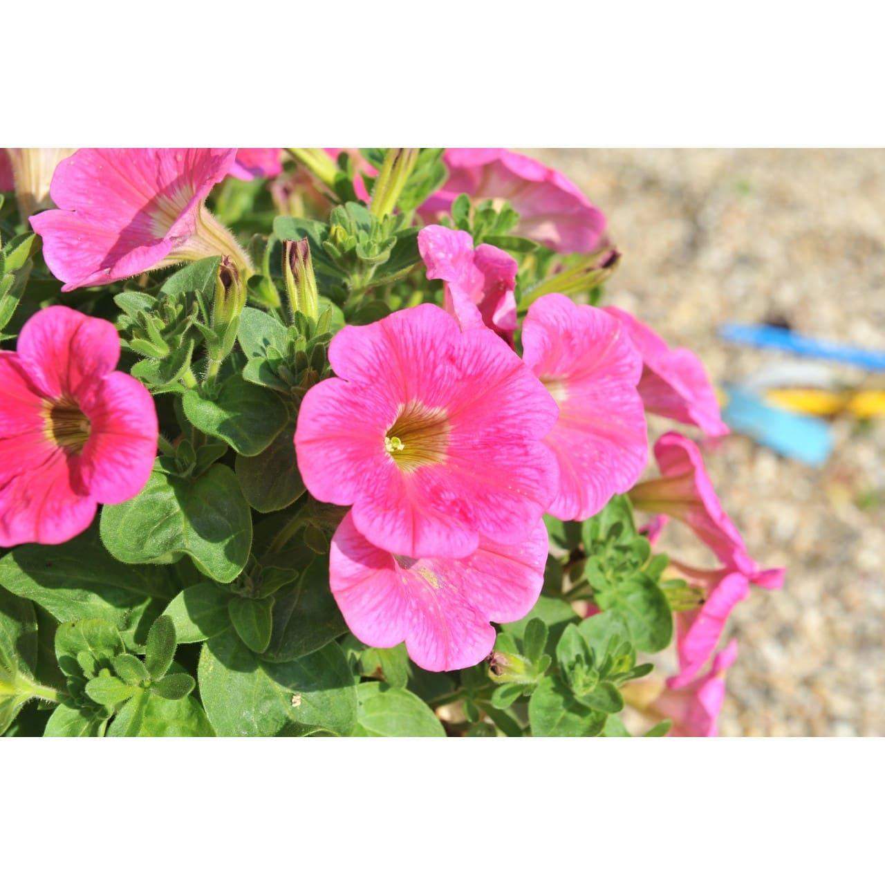 Petunia Veranda Hot Pink - View 13 from www redcrocus com