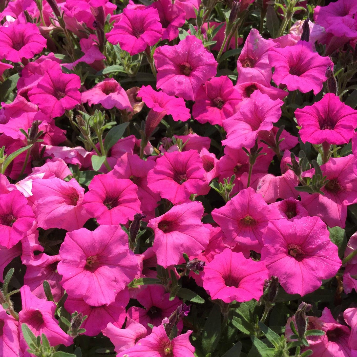 Petunia Veranda Hot Pink - View 14 from www redcrocus com