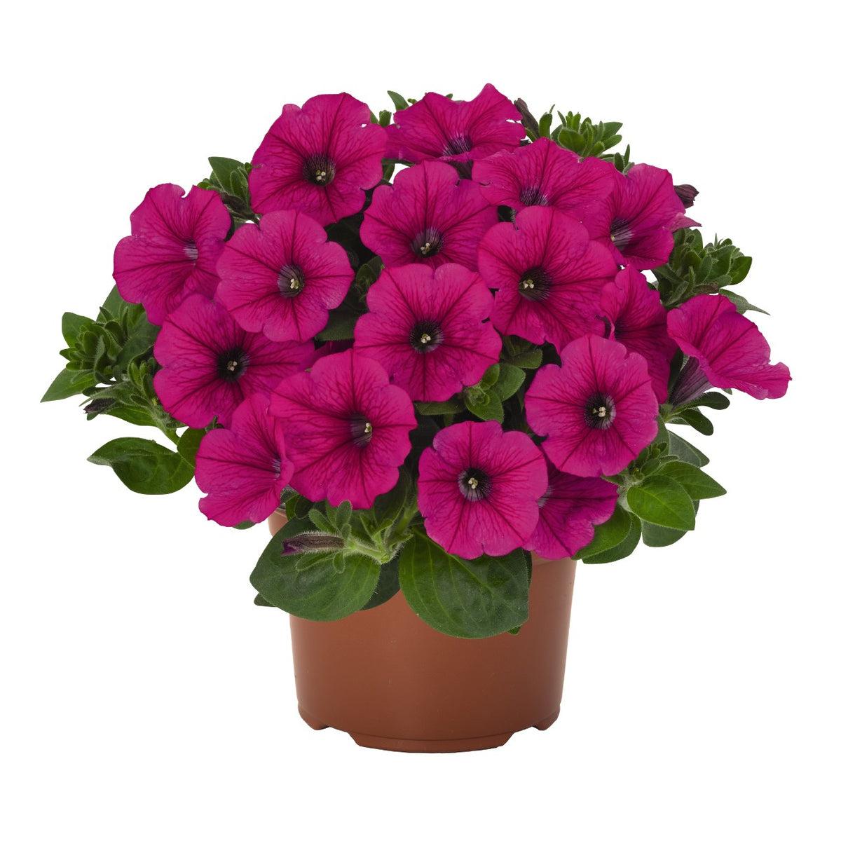Petunia Veranda Hot Pink - View 15 from www redcrocus com