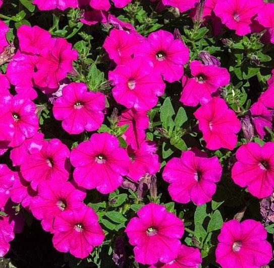 Petunia Veranda Hot Pink - View 18 from www redcrocus com